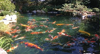 koi-pond-built-image