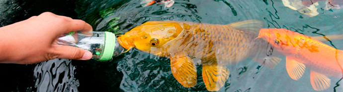 koi_pond