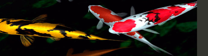 koi_pond